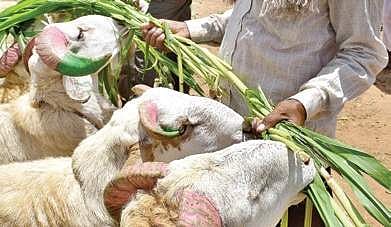 Karnataka govt outlets to soon deliver mutton and lamb at your doorstep