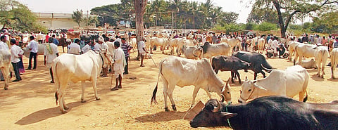 Gorantla animal market in Anantapur, Andhra Pradesh | express