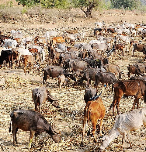 Cattle eat in a go-shala near MM Hills in Chamarajanagar district | Uday shankar