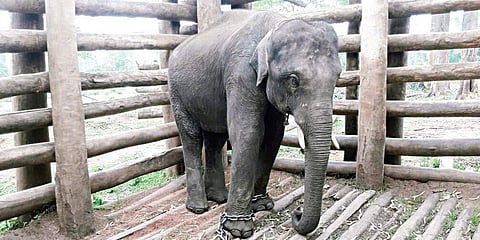 Seven-year-old Karthik kept in captivity at Dubare elephant camp in Madikeri