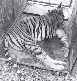 The tigress was also poorly handled after it was immobilised, says NTCA