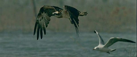 Fishing Eagle