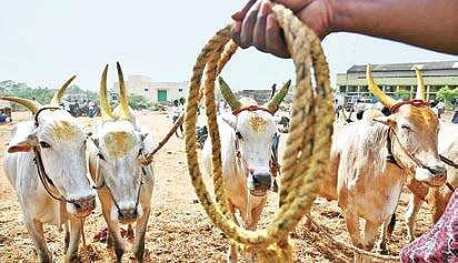 Oxen up for sale at an animal market near Redhills on Tuesday | P JAWAHAR