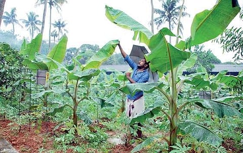 A plantain farm at Chottanikkara temple K Shijith