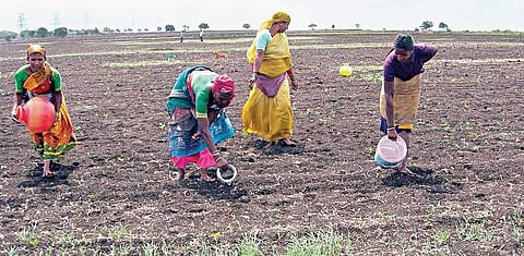 Women watering the germinated seeds near Hubballi on Friday. The poor monsoon has left farmers worried. | (D Hemanth | EPS)