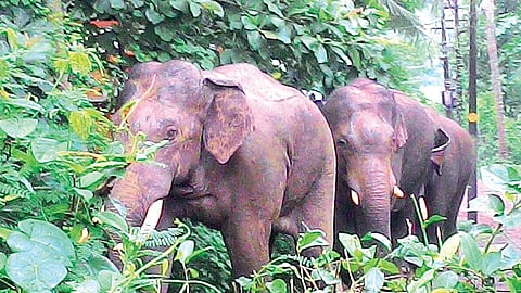 Image of elephants used for representational purposes only.