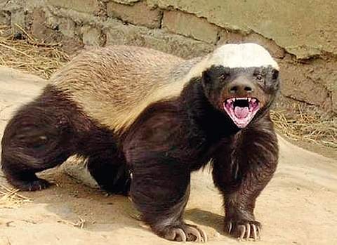Trump and the Honey Badger