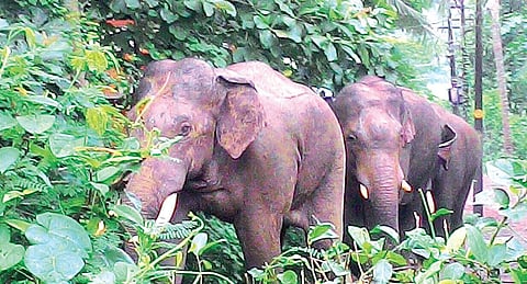 File image of elephants used for representational purpose only.