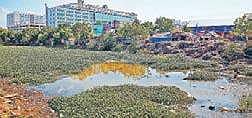 Sewage from buildings along OMR flow into Buckingham Canal, further polluting the waterbody infested with hyacinth | romani agarwal