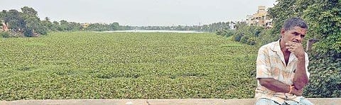 A man sits on the bridge wall with Velachery Lake completely covered with water hyacinth in the background on Wednesday | S Senbagapandiyan