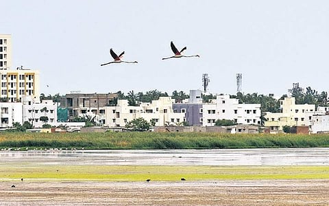 The study puts Pallikaranai marshland’s value at C10.98 crore per year | Martin Louis