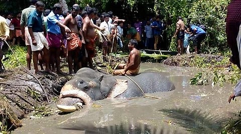 The land is swampy with lagoons and bunds. Veterinary doctors are injecting glucose to save Mullackal Balakrishnan's life. (Photo | EPS/Melton Antony)