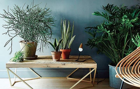 Green prescription: Plant your good health