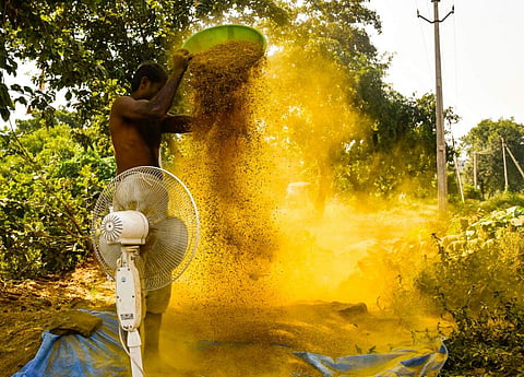 Representational image. In this file photo, a man is seen working on turmeric outskirts of Hyderabad. (Photo | EPS/Vinay Madapu)