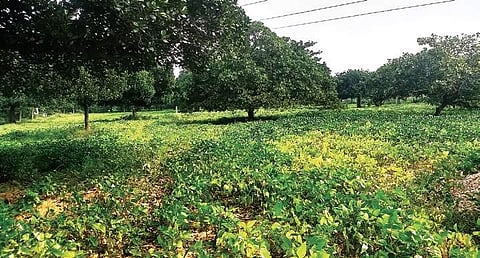 A cashew nut grove