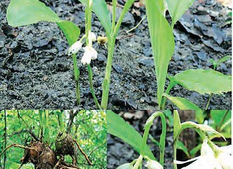 A new orchid species found growing in Telangana