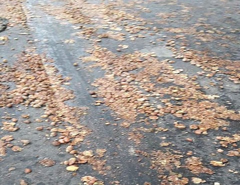 Tonnes of rotten potato found on roads in Lucknow. (EPS)