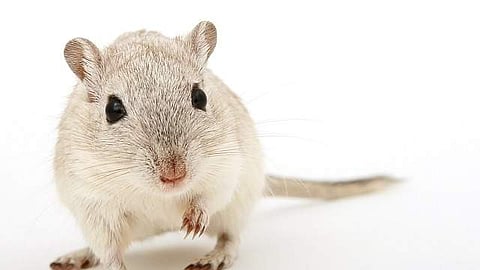 Sources from the health department said that recently, a student from Uvari studying at the college had tested positive for leptospirosis after being hospitalised in Nagercoil.