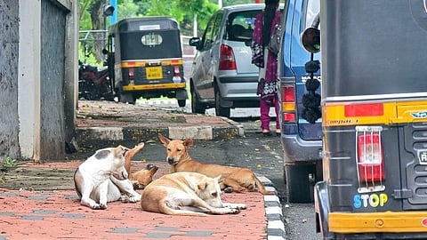 Stray dogs (Photo|EPS/B P Deepu)