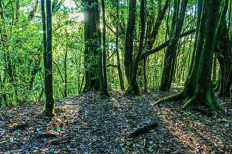 Image of a jungle used for representational purpose only.