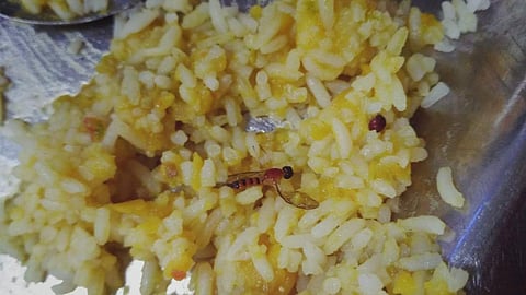 worm in Sambar