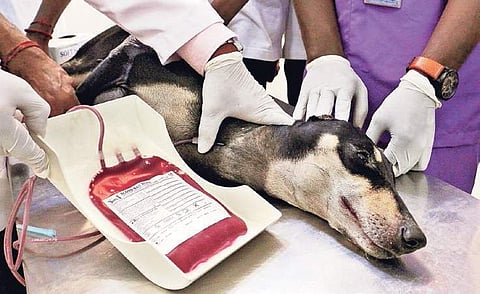 Around 50 dogs of different breeds donated blood at the camp conducted by TANUVAS on Monday Nakshatra Krishnamoorthy