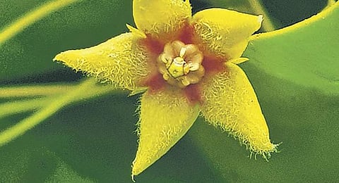Oral administration of leaf juice for asthma