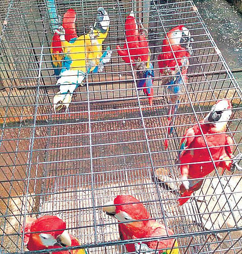 Around 100 different species of foreign birds and animals were seized from the gang by the Directorate of Revenue Intelligence, in the city (Photo | Express Photo)