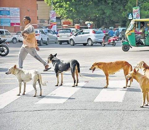 Stray dogs