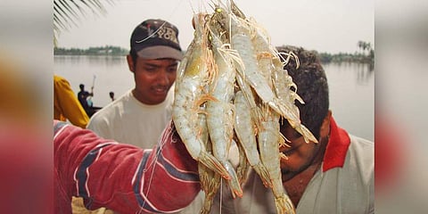 Image of shrimp used for representational purposes only.