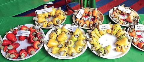 Cashew in the state will see a B120 per kg lower price in the coming year due to global over supply of kernels | (Rajesh Shetty Ballalbagh | EPS)