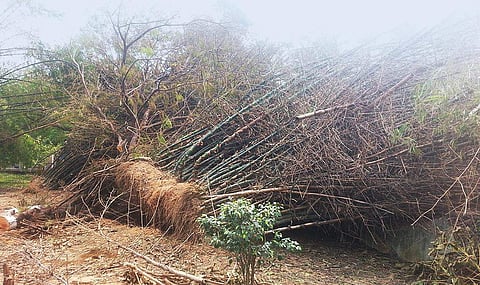Nageswara Rao Park’s green glory restored