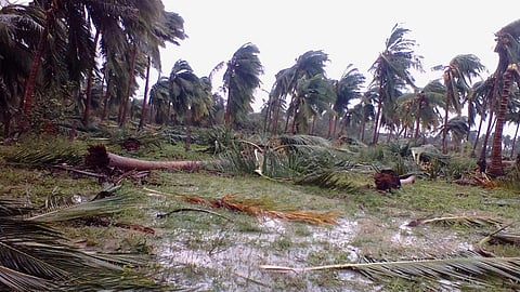 Kollukadu village in Pudukottai district got completely affected due to Gaja cyclone on Friday early morning. (Photo | EPS)