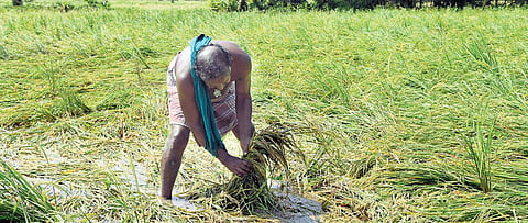 Crops consumed by destructive fury of Cyclone Gaja