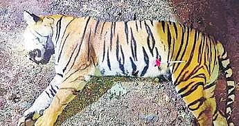Avni, the tigress