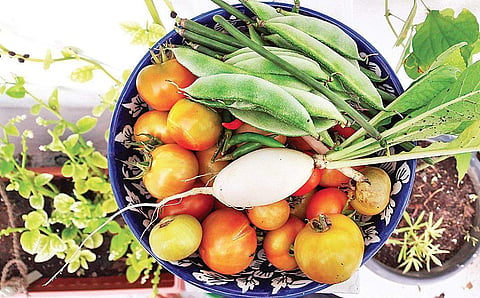 Abhilasha grows 100 pots of seasonal vegetables in her terrace garden