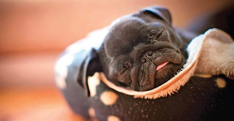 It’s too cold for your dog, too