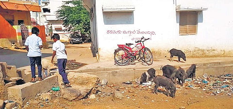 Pigs scavenging in the streets, in Kodangal on Thursday | Express