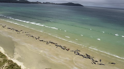 In this Sunday, Nov. 25, 2018 photo, pilot whales lie beached at Mason Bay, Rakiura on Stewart Island, New Zealand. (Photo: AP)