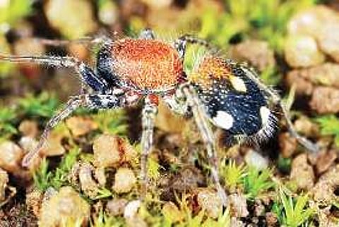 A CLASSY WEB- Arachnology students from Kochi win at Bangkok
