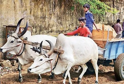 Bullock cart
