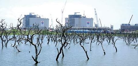 Proposal mooted to reserve 50 hectares of mangroves