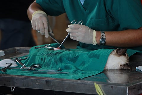 Bangalore: Negligence kills dog, no court relief for veterinarian