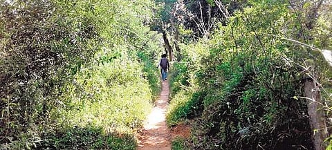 The road leading to Kakkattu Kadu