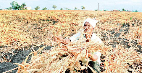 Karnataka has the largest tracts of arid drylands after Rajasthan in the country.