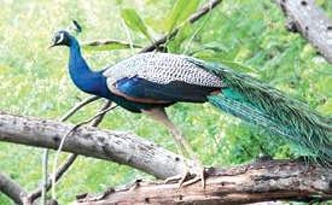 Four peacocks rescued during raid in Mulbagal