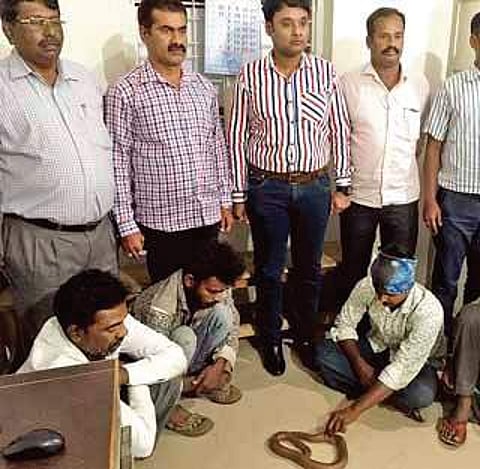 Arrested persons with a Red Sand Boa
