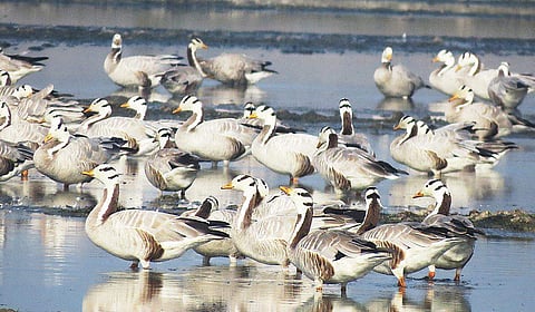 (Clockwise from top) Flocks of Bar-headed geese, Black-tailed Godwit and Pied Avocetat Najafgarh lake in New Delhi | EXPRESS