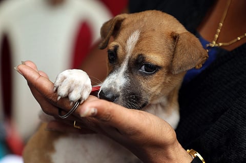 Image used for representational purpose only. (File photo | EPS/Melton Antony)