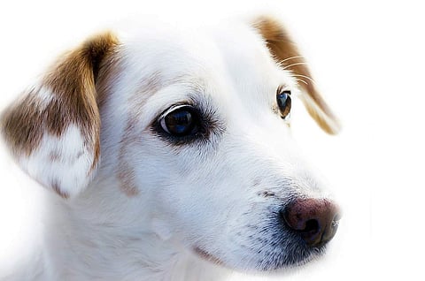 Drunk man beats nine pups to death